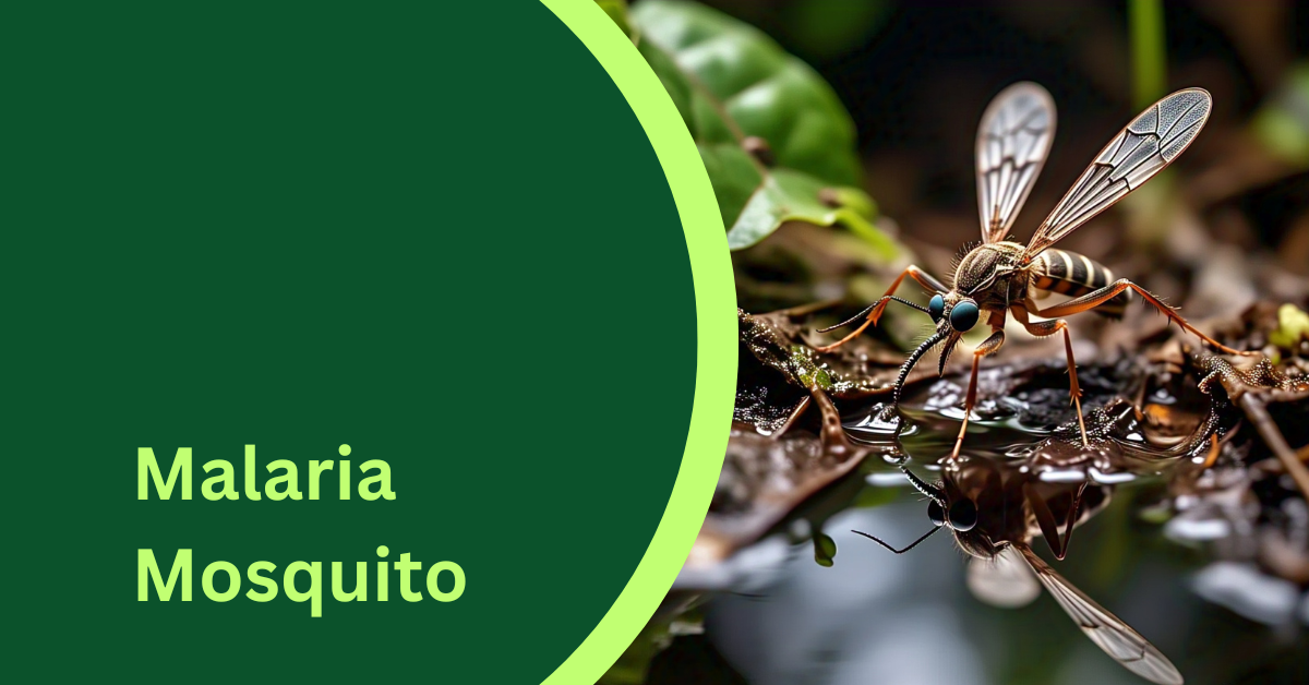 Malaria Mosquito
