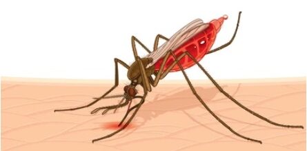Chikungunya Mosquito